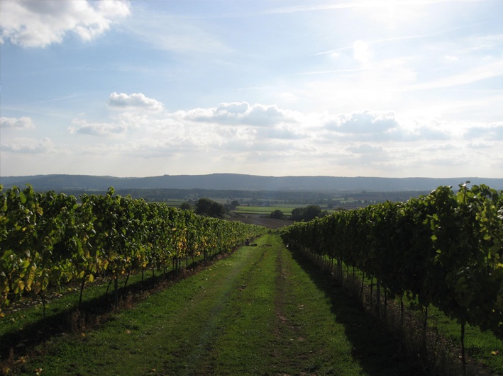 Upperton Vineyard