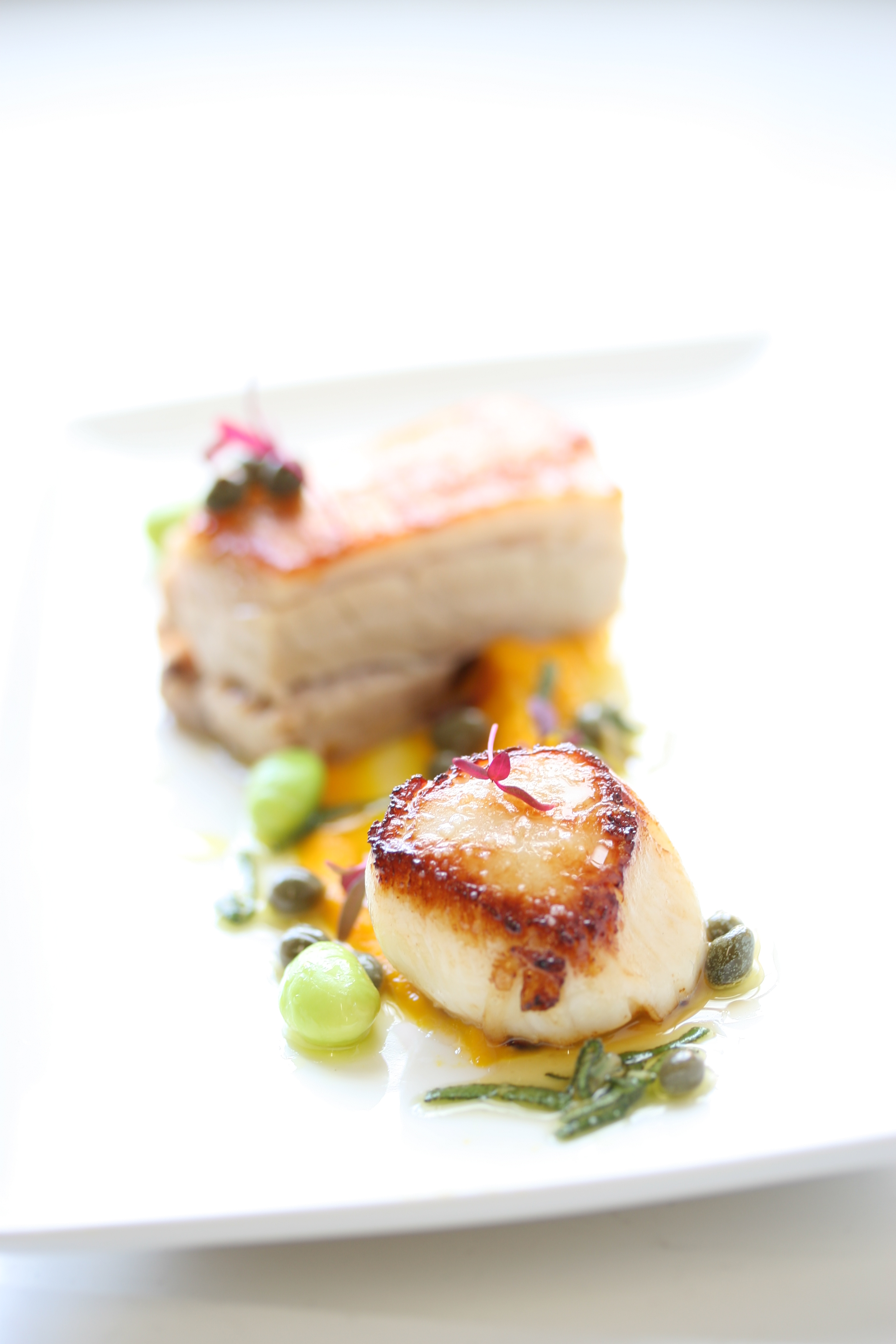 seared scallop with slow roasted belly pork starter